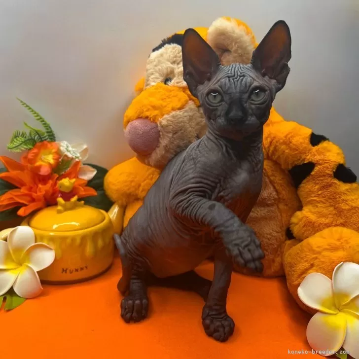 ID:2406-00330の子猫