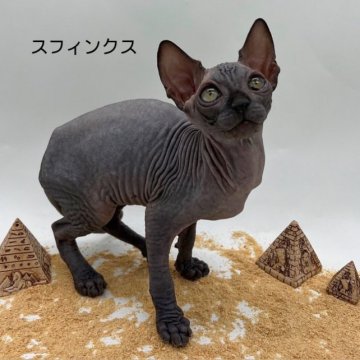 スフィンクス【埼玉県・男の子・2023年8月25日・ブラック】の写真「新しい家族待ってます💕」