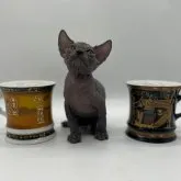 スフィンクス【埼玉県・男の子・2023年8月25日・ブルー】の写真2