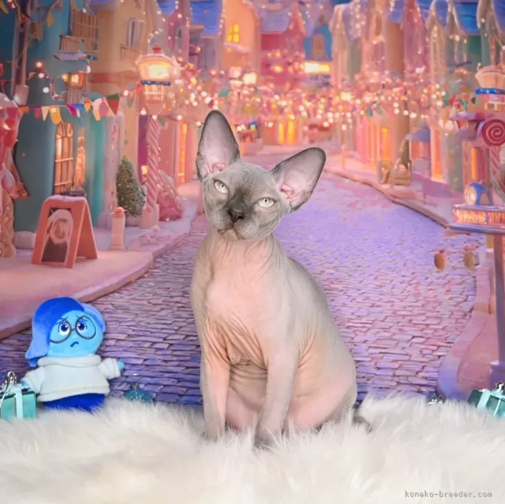 ID：2510-00481の子猫