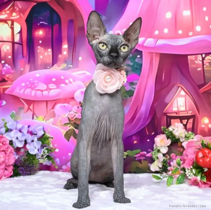 ヤナギダ 様のお迎えした子猫