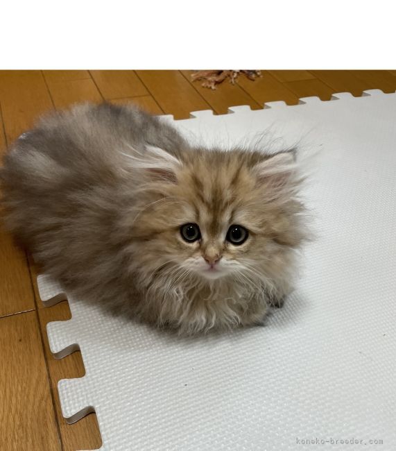 可愛いパパネコ｜森山　みよ子(もりやま　みよこ)ブリーダー(広島県・ミヌエット・NAG登録)の紹介写真1