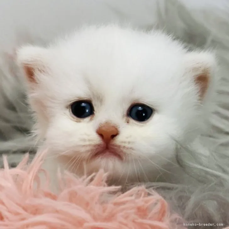 Y.H 様のお迎えした子猫