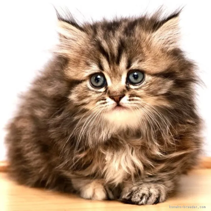 ID:2311-00219の子猫