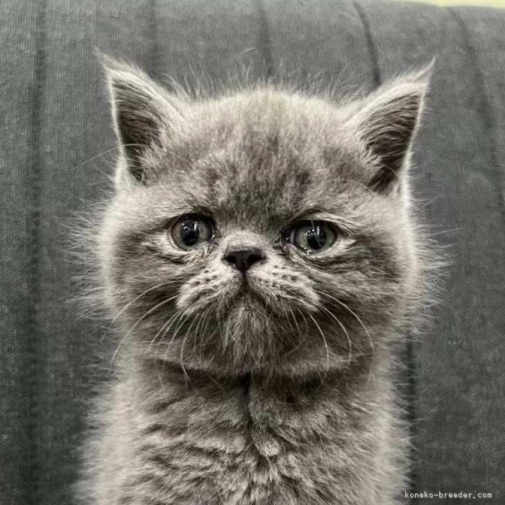 エキゾチックショートヘア【千葉県・女の子・2025年10月17日・ブルー】の写真1