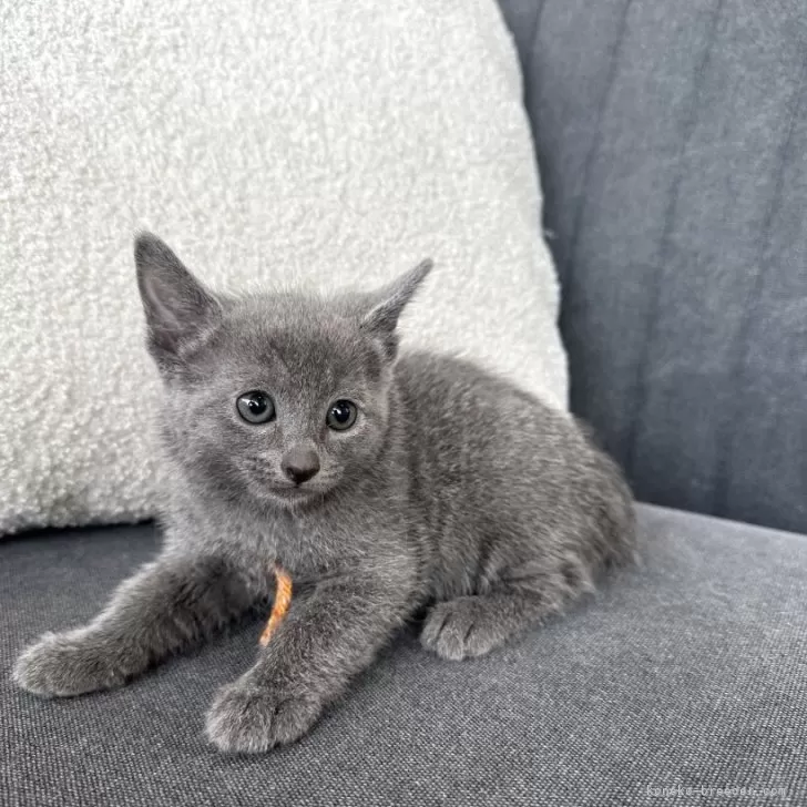 ID:2506-00055の子猫