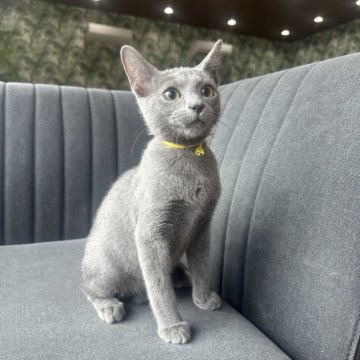 ロシアンブルー【千葉県・男の子・2025年4月1日・ブルー】の写真「最上級の甘えん坊💛」