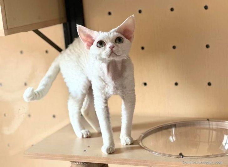 高倉亜木子ブリーダーのブログ：もうすぐ親猫さんデビューです♡