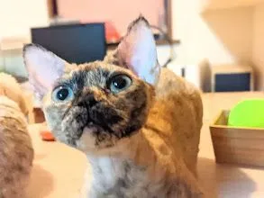ID:2110-01147の子猫