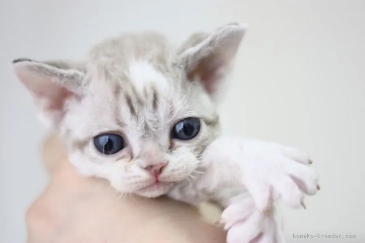 ID:2110-01148の子猫