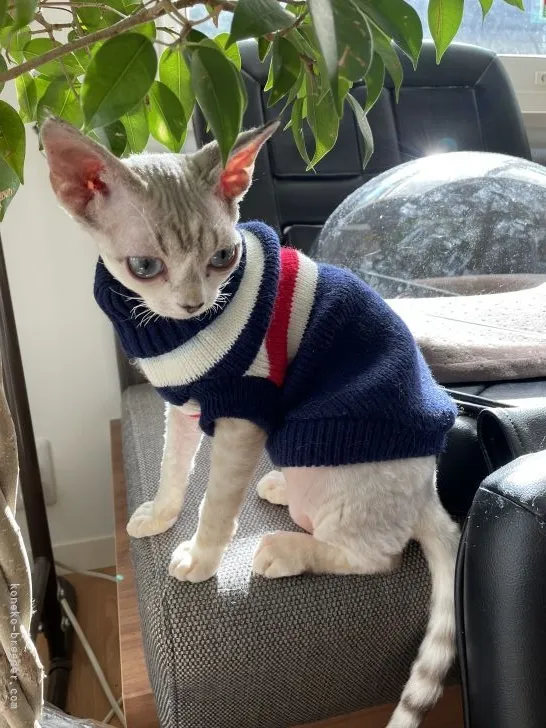 ID：2107-02386の子猫