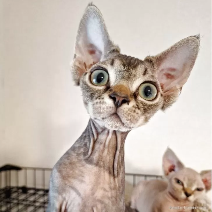 ID:2505-00009の子猫