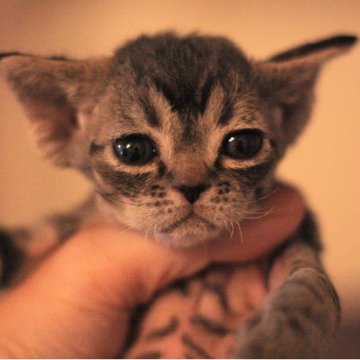 デボンレックス【福岡県・女の子・2025年9月6日・ブラウン クラシック タビー（巻き毛）】の写真「美男美女の両親遺伝子検査済み」