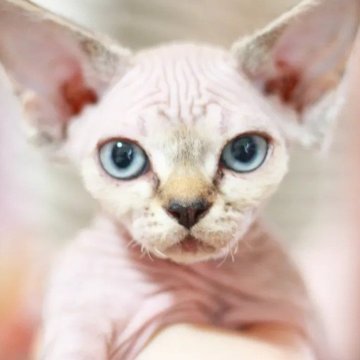デボンレックス【福岡県・女の子・2025年3月2日・ポイント（巻き毛）】の写真「不思議ちゃんの女の子🩷両親遺伝子検査クリア」
