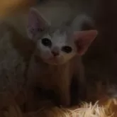 デボンレックス