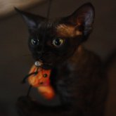 デボンレックス