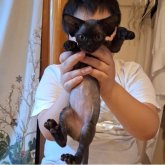 デボンレックス