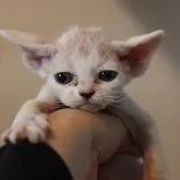 デボンレックス