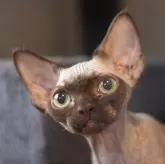 デボンレックス
