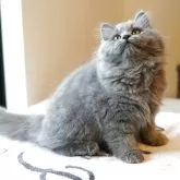 マンチカン(長足)