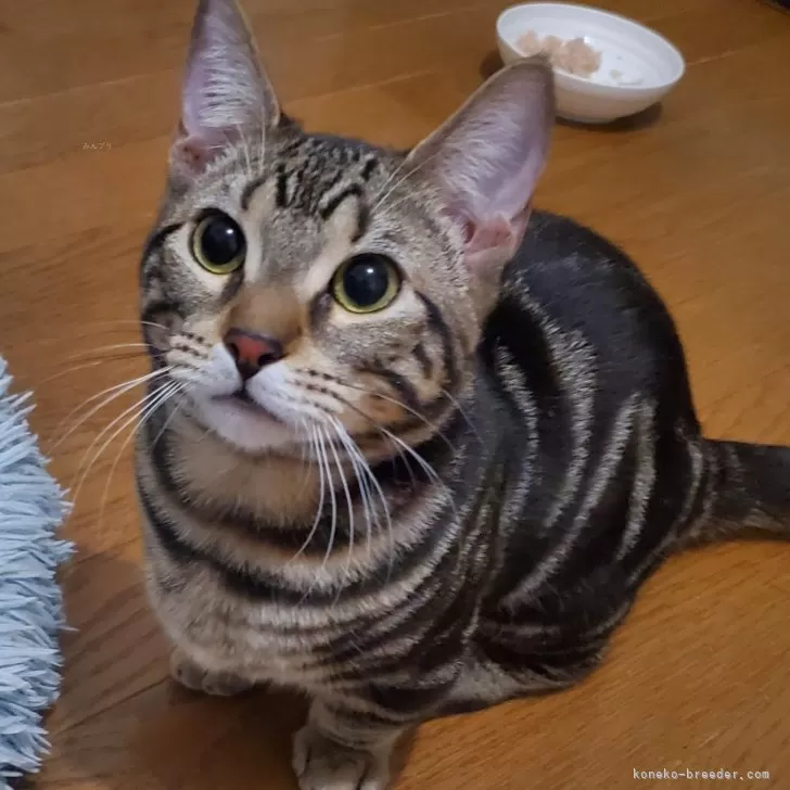 ID：2405-01091の子猫