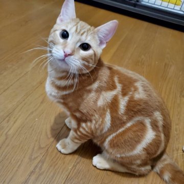 MIX【埼玉県・男の子・2023年9月19日・レッドタビー（短毛）】の写真「ママがマンチカンでパパがベンガルです🐱」