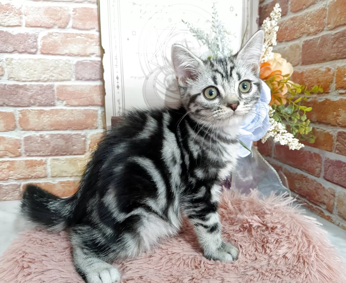 ID:2508-00247の子猫