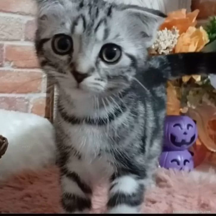 ID:2502-00754の子猫