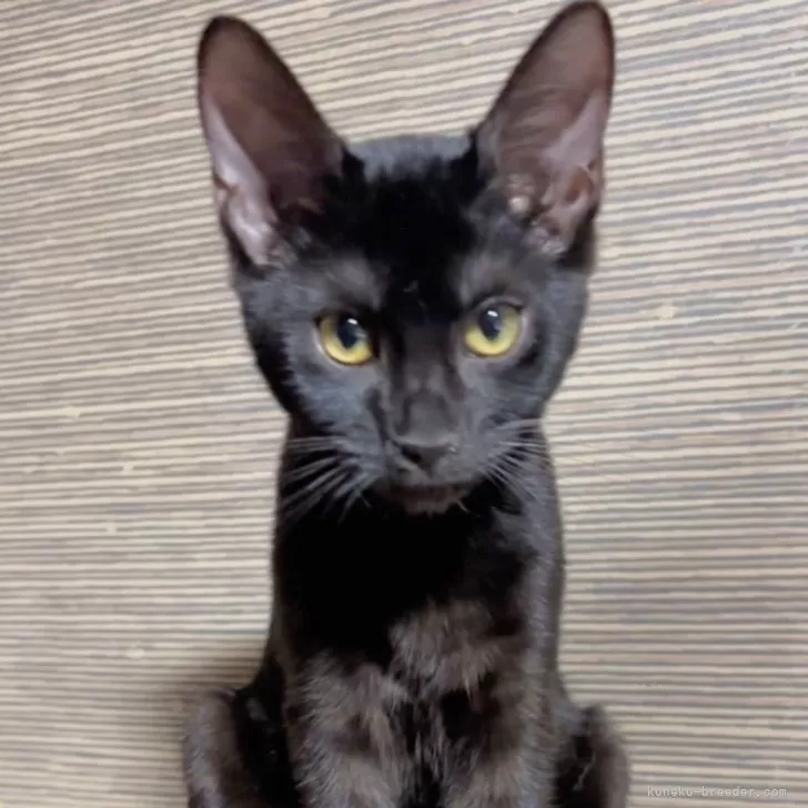 ID：2408-01229の子猫