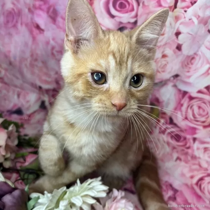 ID:2405-02490の子猫