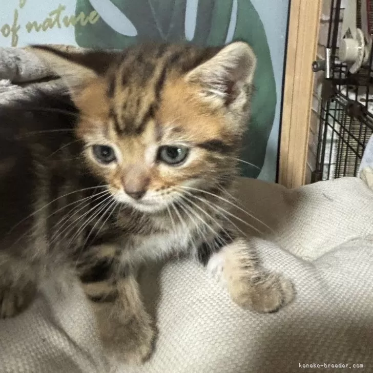 ID：2403-00164の子猫