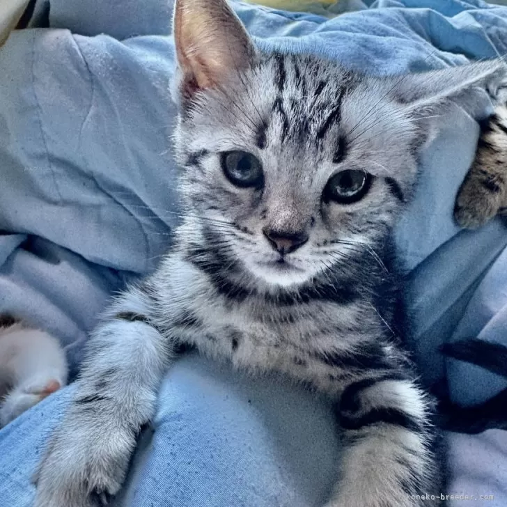 なな 様のお迎えした子猫
