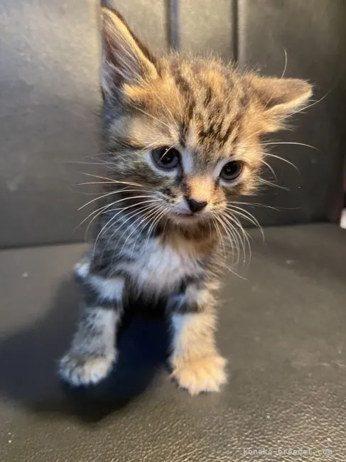 ID:2112-01892の子猫