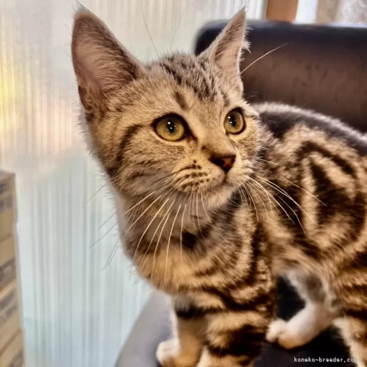 ID：2407-00468の子猫