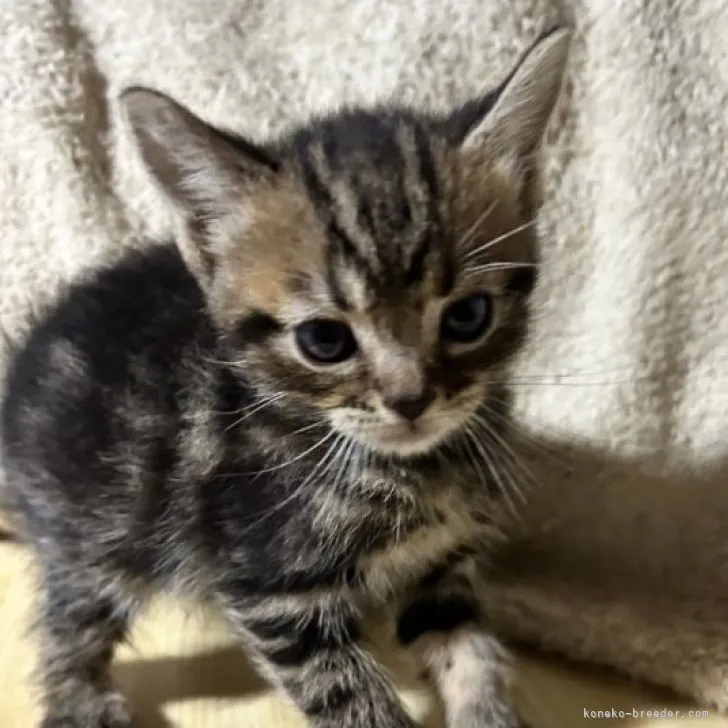 ID：2307-00373の子猫