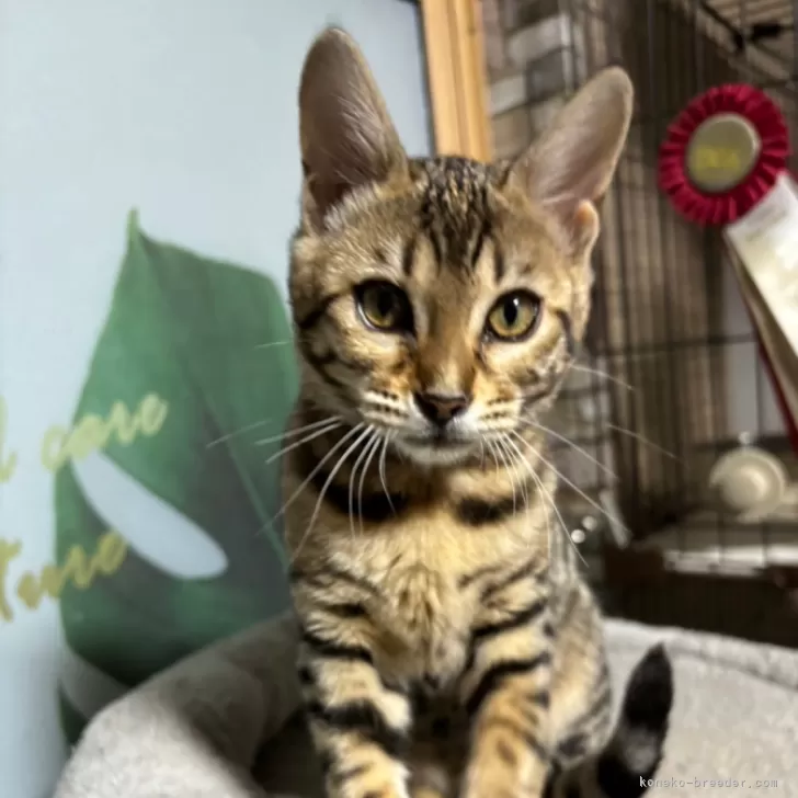 ID:2401-01735の子猫