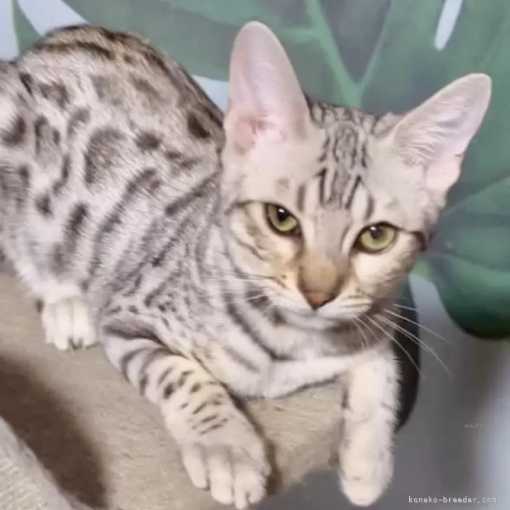 ID：2405-03605の子猫