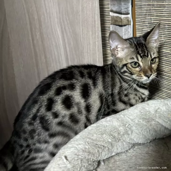 ID：2405-03604の子猫