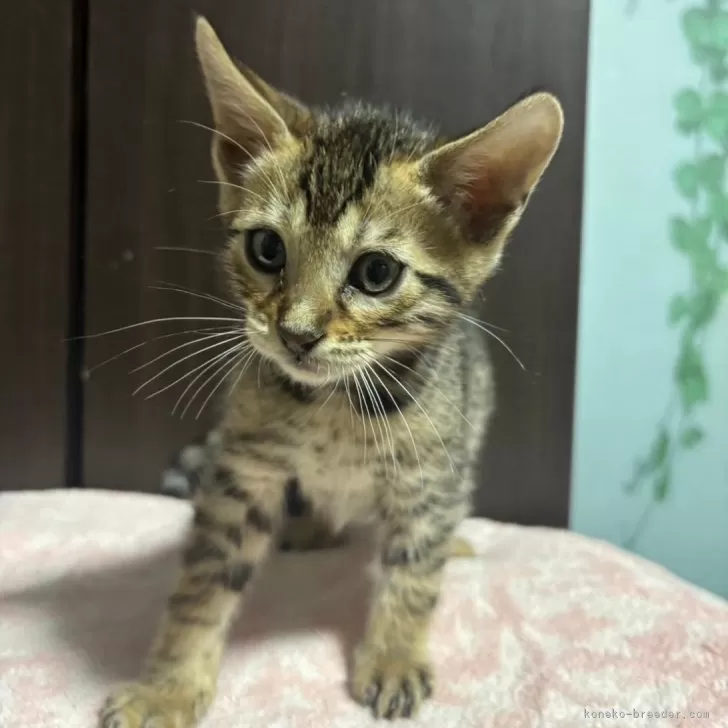 ID：2401-01739の子猫