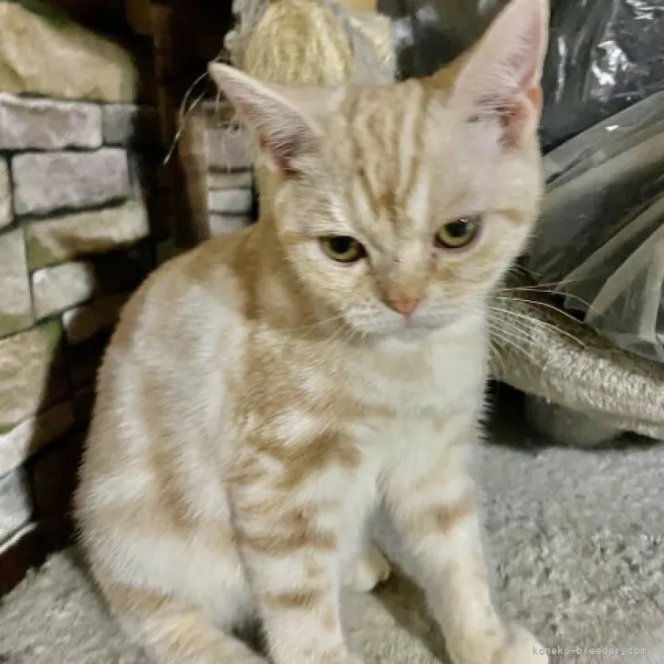 ID:2302-01480の子猫