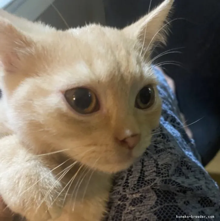 ID:2308-02006の子猫