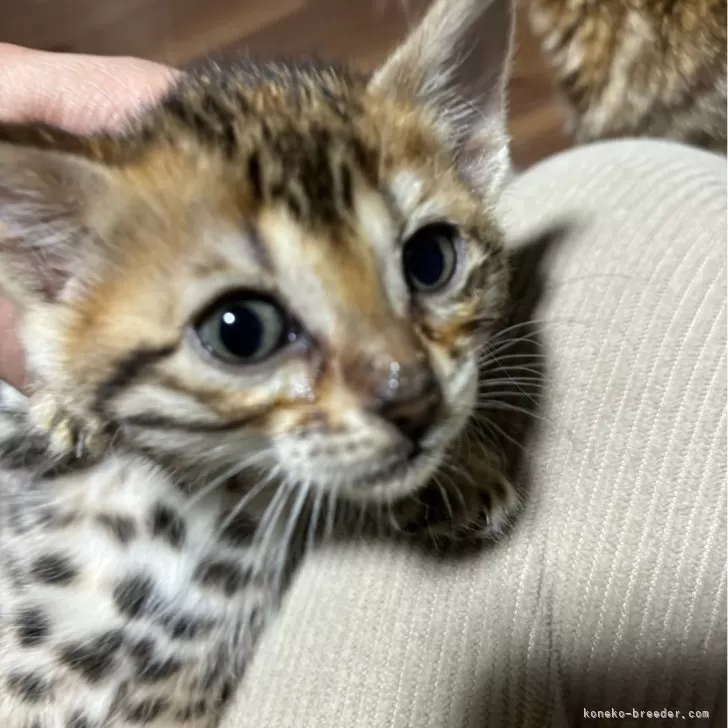 ID：2401-01738の子猫