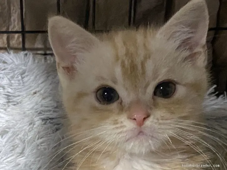 ID：2011-01721の子猫