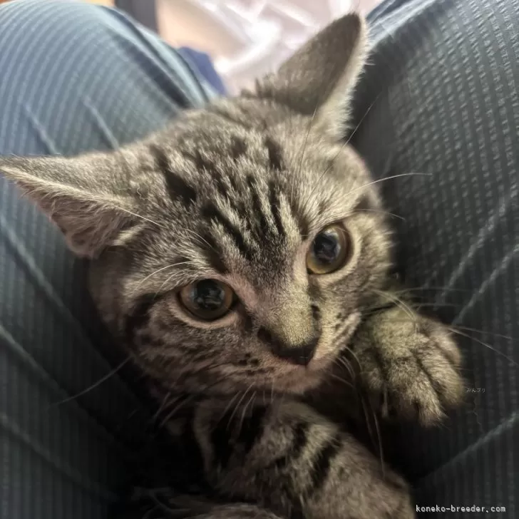 ID：2403-02876の子猫