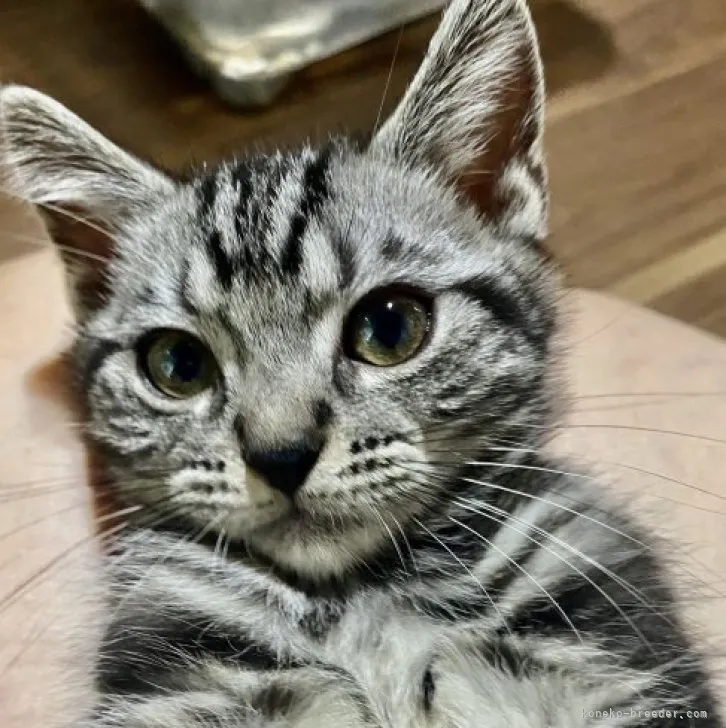 ID:2305-00576の子猫
