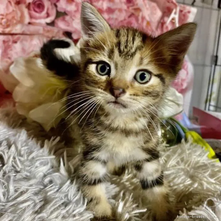 ID:2208-00188の子猫