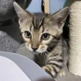 ベンガル【埼玉県・男の子・2022年9月29日・ブラウンスポテッドタビー(ロゼット)】の写真1