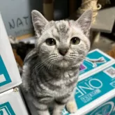 アメリカンショートヘア【埼玉県・女の子・2023年9月15日・シルバーパッチドタビー】の写真1