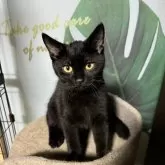 アメリカンショートヘア【埼玉県・男の子・2024年5月30日・ブラックスモークタビー】の写真1