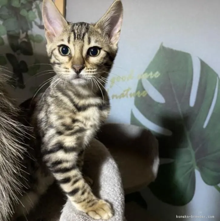 ID：2211-01380の子猫